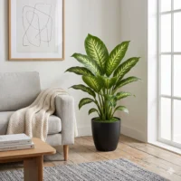 Artificial Dieffenbachia Plant
