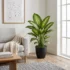 Artificial Dieffenbachia Plant